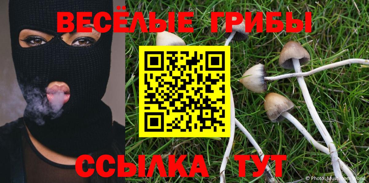 Псилоцибиновые грибы Psilocybe Кудрово