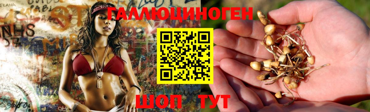 Кудрово  Галлюциногенные грибы Cubensis  Вход с VPN 